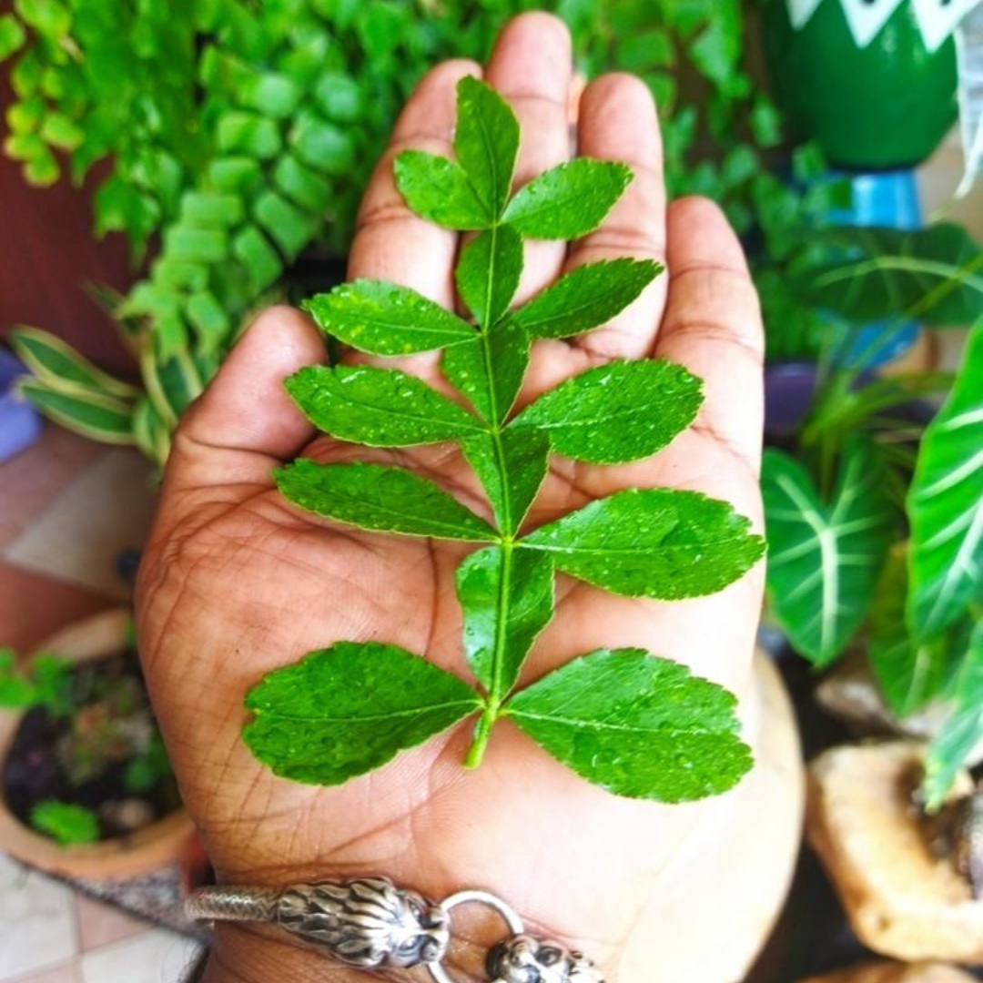 Maha Vilvam Bilva live plant for home temple