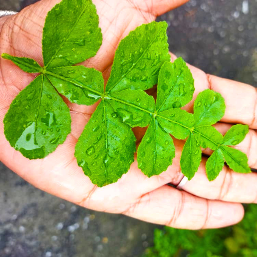 Maha Vilvam Bilva live plant for home temple