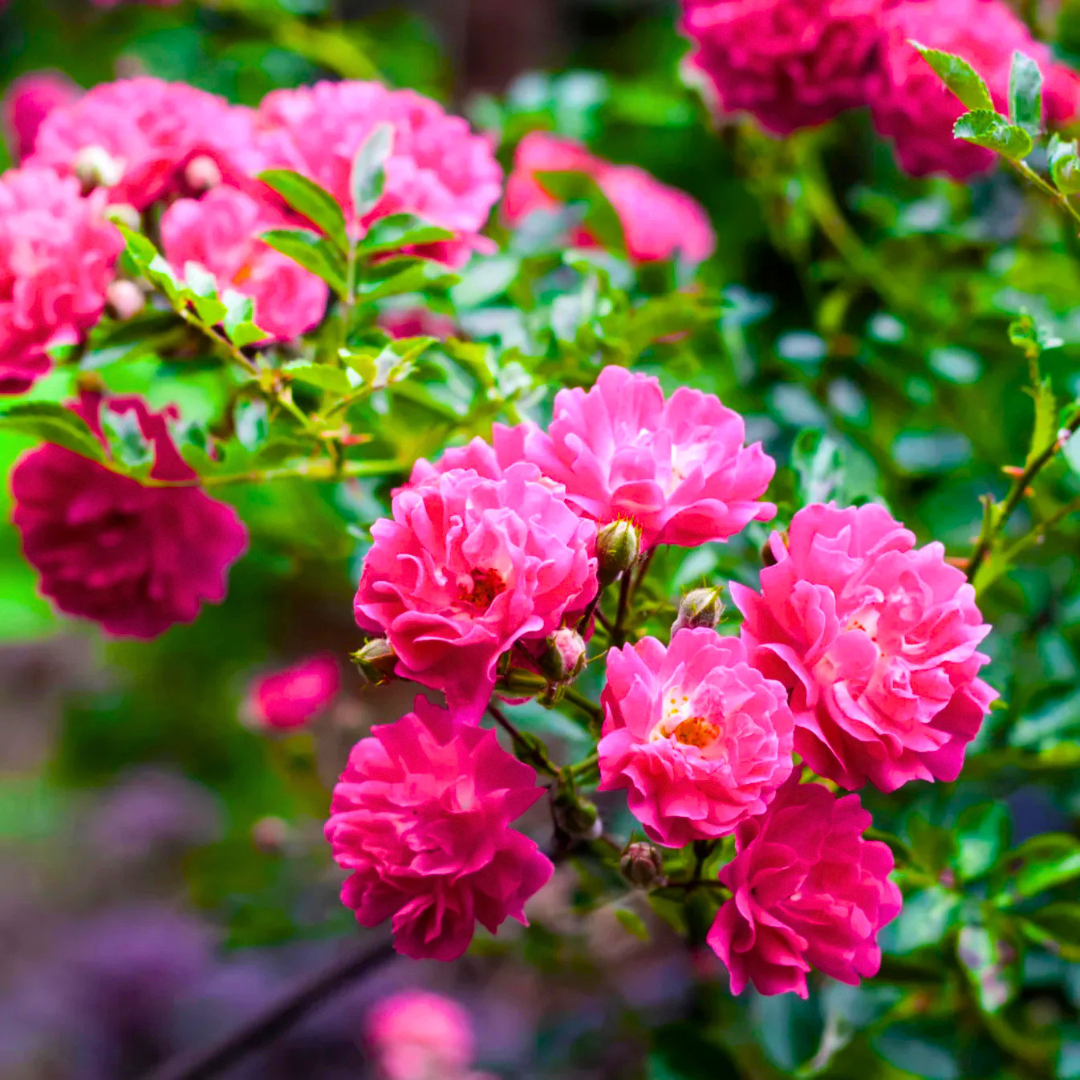 Pink climbing rose fragrant flowering creeper plant