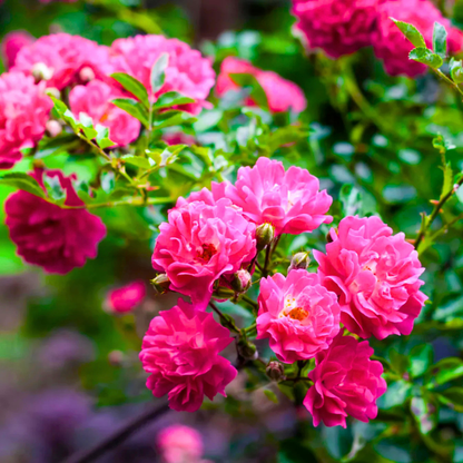 Pink climbing rose fragrant flowering creeper plant