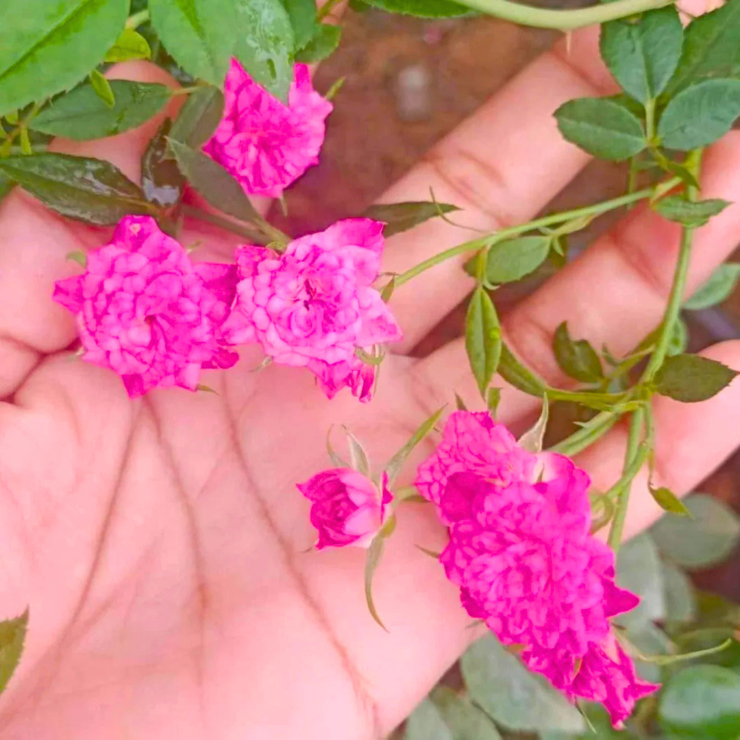 Pink climbing rose fragrant flowering creeper plant