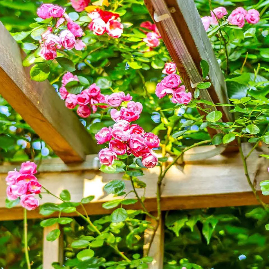 Pink climbing rose fragrant flowering creeper plant