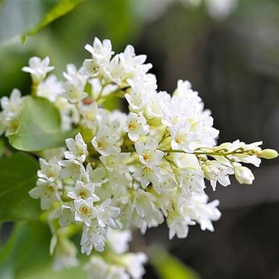 Porana Paniculata Manimulla white flowering climber plant