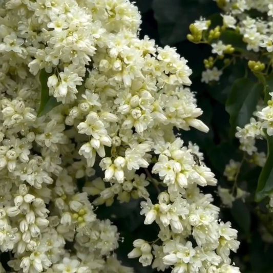 Porana Paniculata Manimulla white flowering climber plant