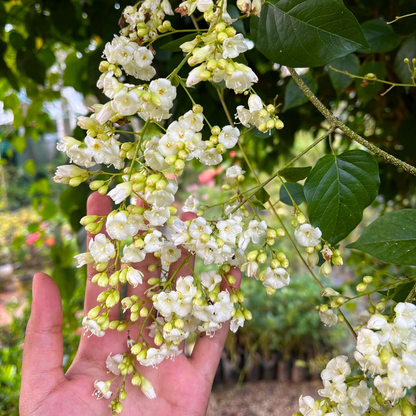 Porana Paniculata Manimulla white flowering climber plant