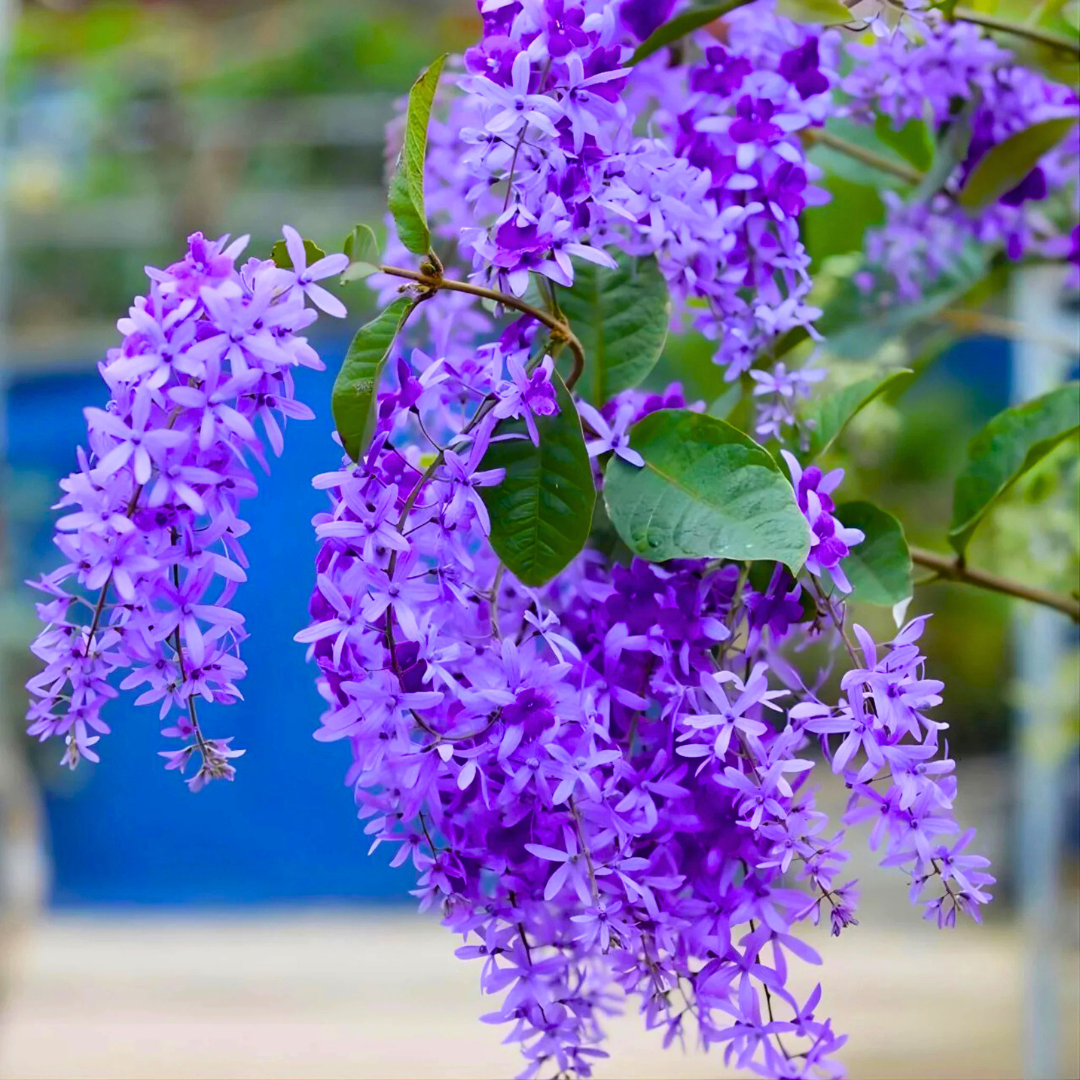 Purple Wreath Sandpaper Vine flowering climber plant