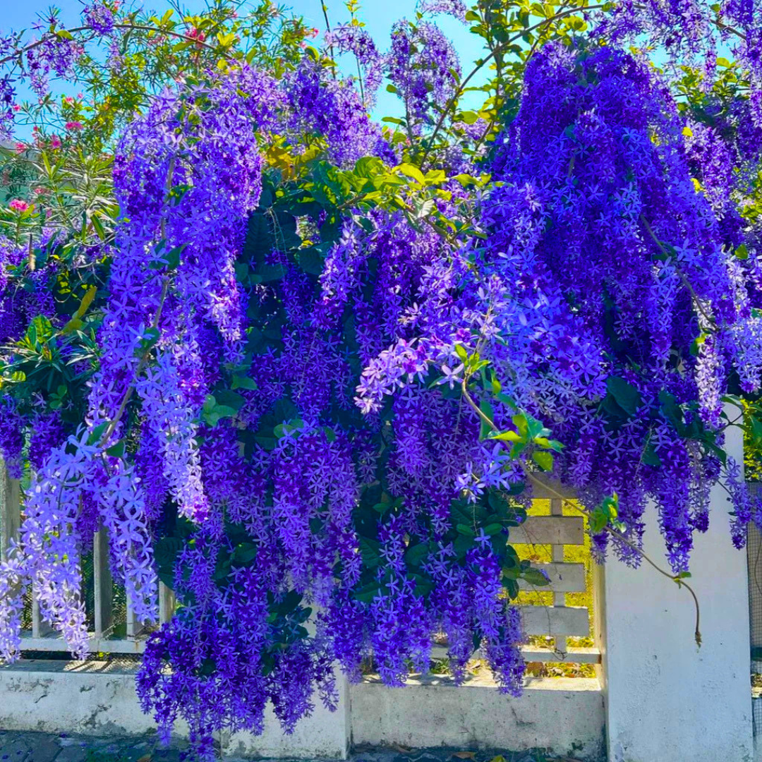 Purple Wreath Sandpaper Vine flowering climber plant