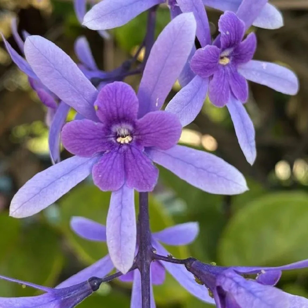 Purple Wreath Sandpaper Vine flowering climber plant