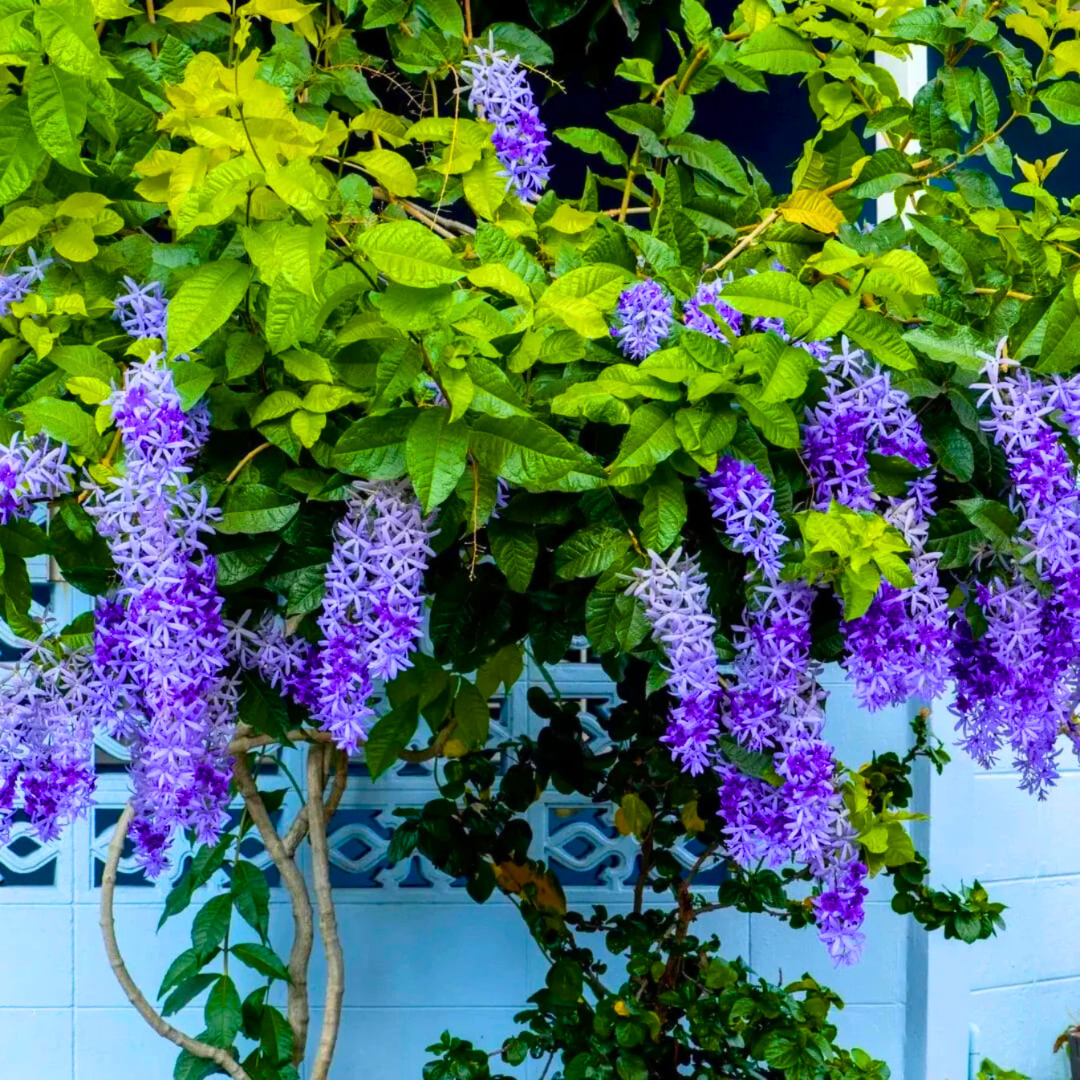 Purple Wreath Sandpaper Vine flowering climber plant