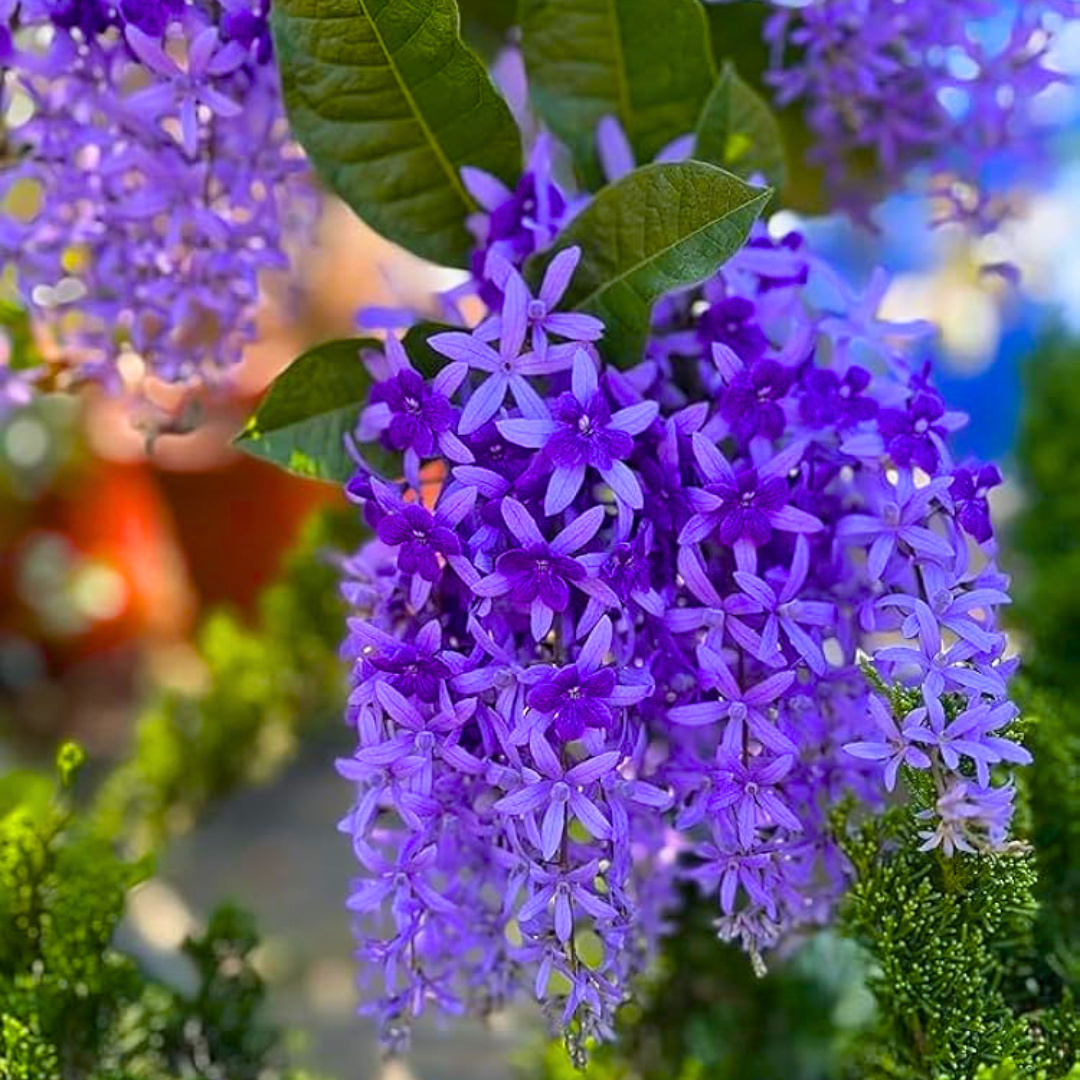 Purple Wreath Sandpaper Vine flowering climber plant