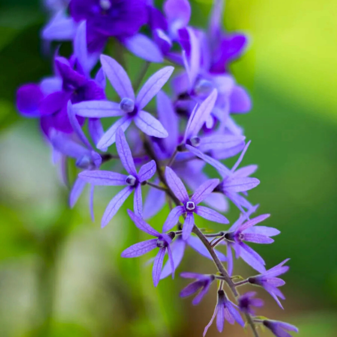 Purple Wreath Sandpaper Vine flowering climber plant