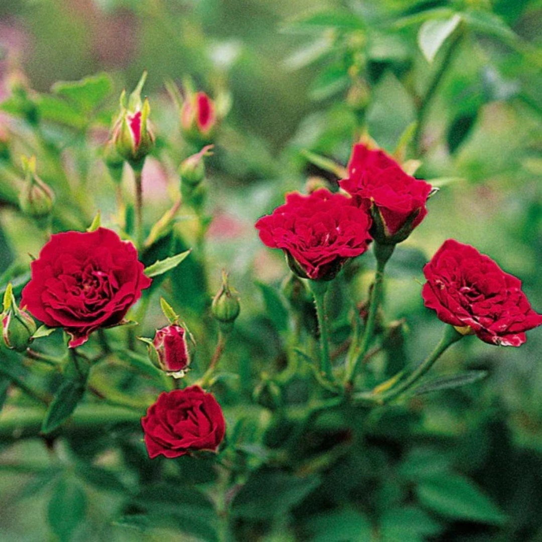 Red climbing rose fragrant flowering creeper plant