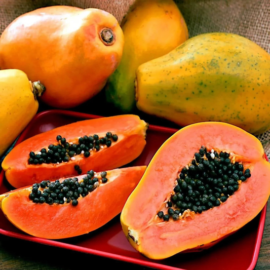 Red Lady Papaya dwarf fast fruiting plant