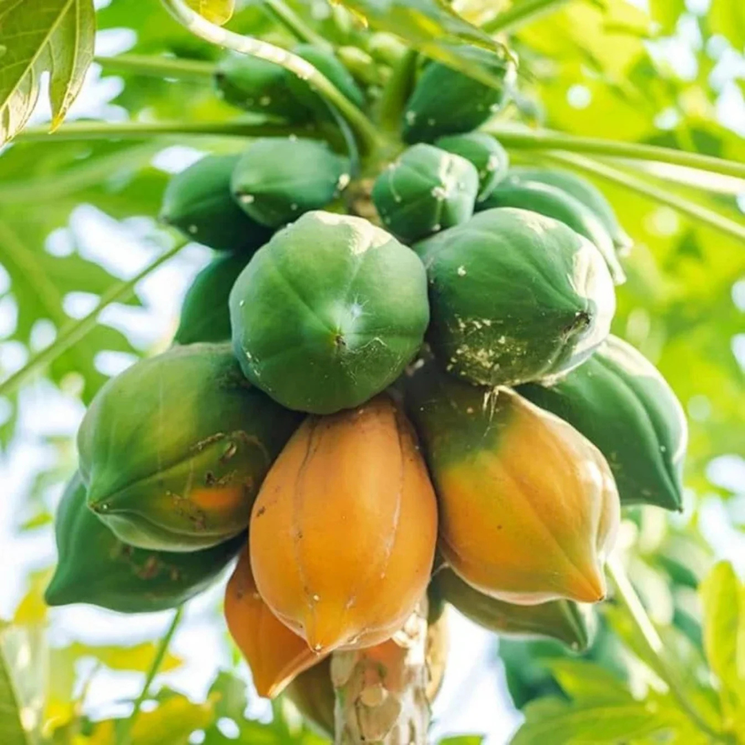Red Lady Papaya dwarf fast fruiting plant