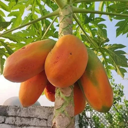Red Lady Papaya dwarf fast fruiting plant