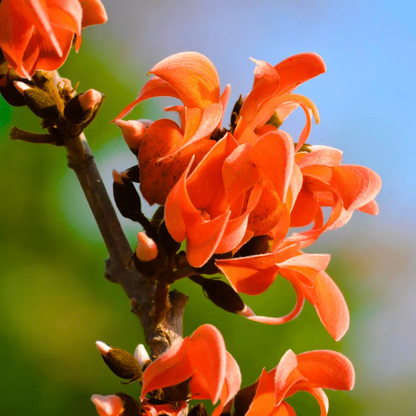 Red Palash Live Plant