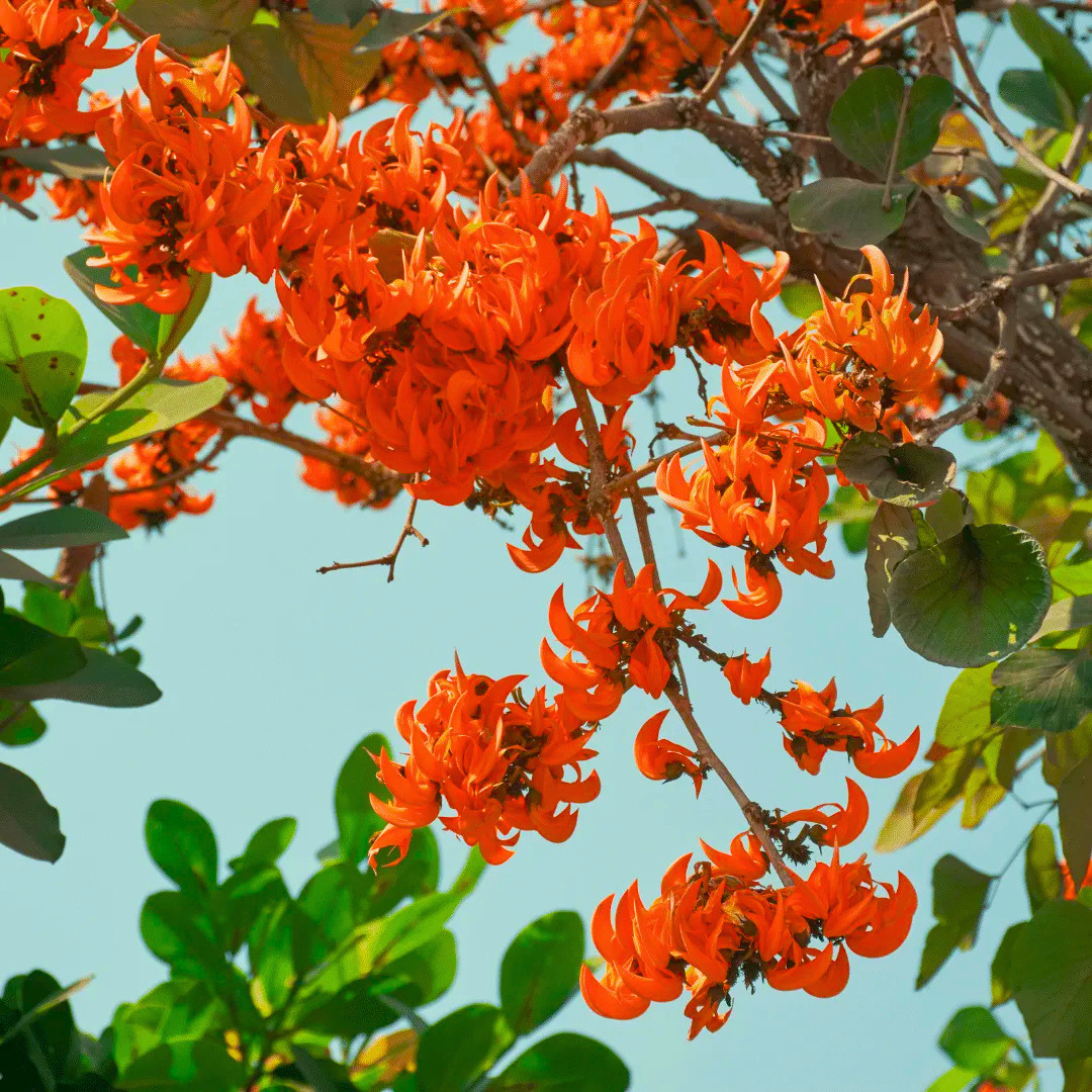 Red Palash Live Plant