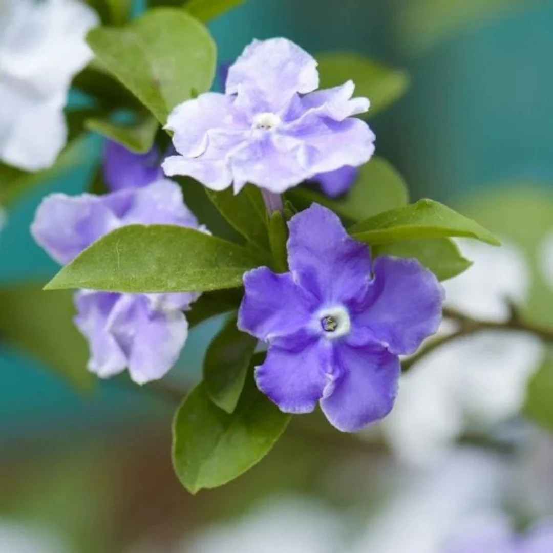 Yesterday Today Tomorrow color changing flowering plant