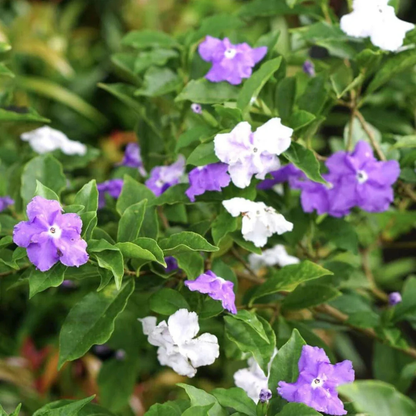 Yesterday Today Tomorrow color changing flowering plant